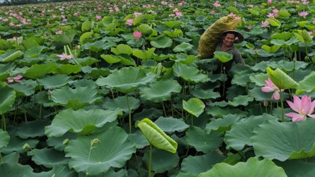 Luân canh màu trên đất lúa thu nhập cao gấp 4 lần so với độc canh